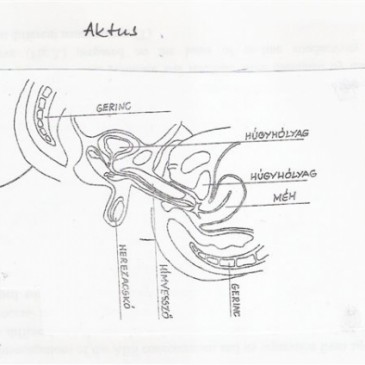 A nők “magömléses” orgazmusa